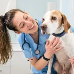 Animal Vets