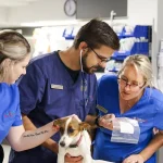 Veterinary Clinics
