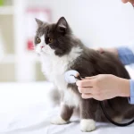 3 Signs It’s Time To Take Your Cat To A Specialized Clinic