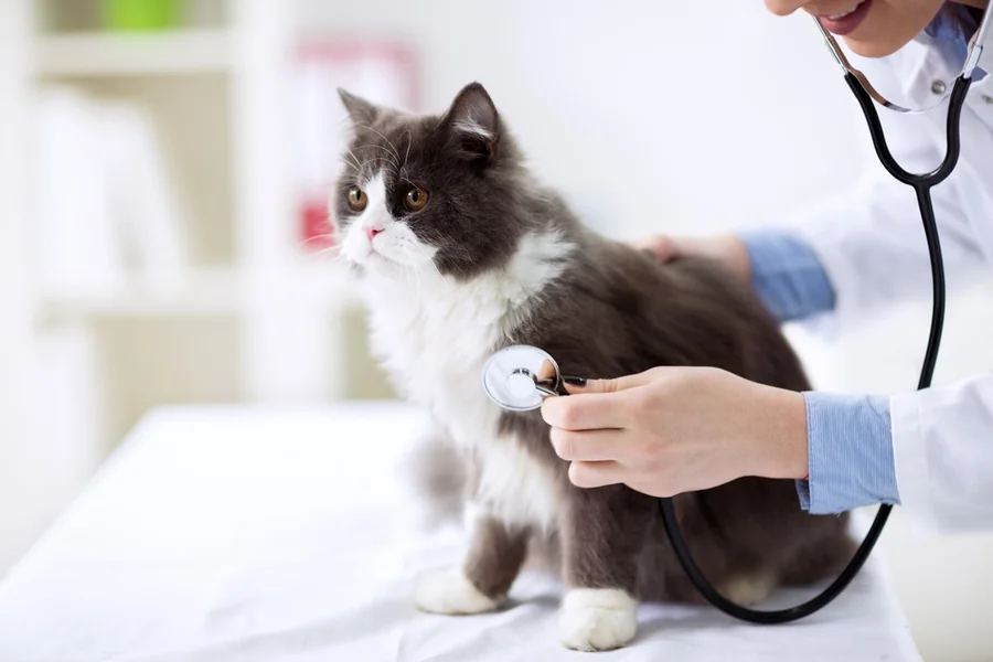 3 Signs It’s Time To Take Your Cat To A Specialized Clinic