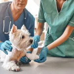 How General Veterinarians Handle Pet Illnesses And Injuries