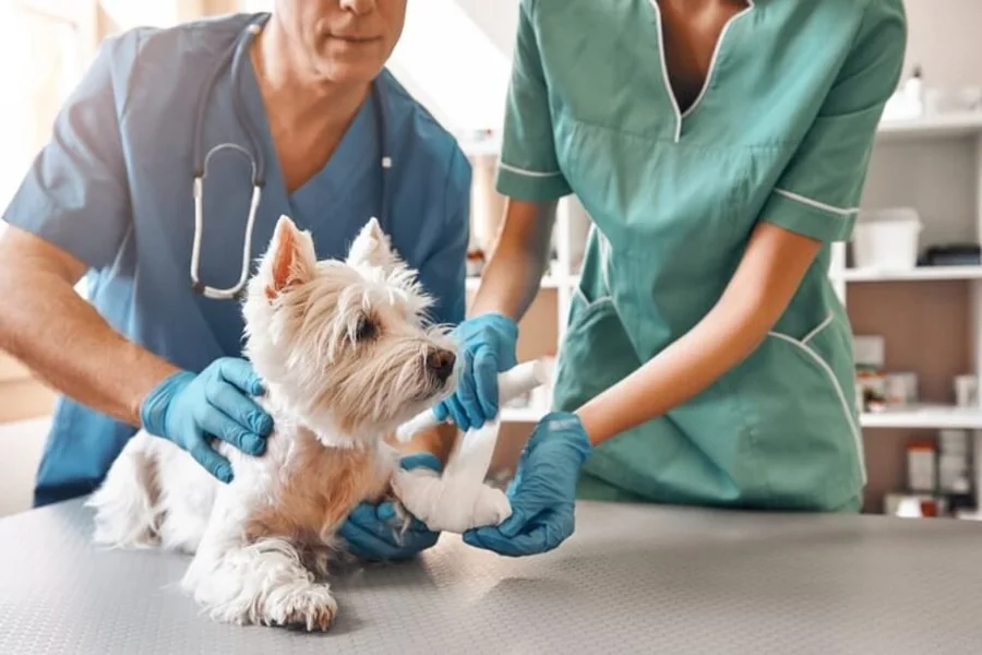 How General Veterinarians Handle Pet Illnesses And Injuries