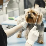 Veterinary Practice